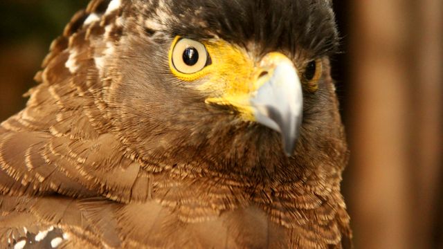 Close-up of an eagle's face with a focus on its intense gaze. Perfect for use in articles or media relating to wildlife, birdwatching, the beauty of nature, predatory birds, or animal behavior studies.