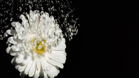 Water Droplets Creating Surreal Effect on White Gerbera