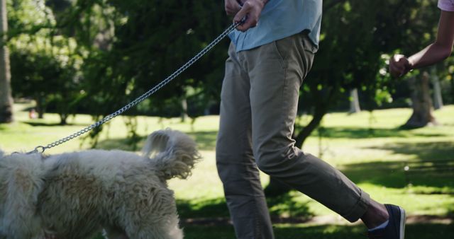 Young adults enjoying a sunny day while walking a white fluffy dog in a park. Greenery and trees create a serene atmosphere, perfect for leisure and relaxation. This image can be used for promoting active lifestyles, pet care, outdoor activities, and friendships.