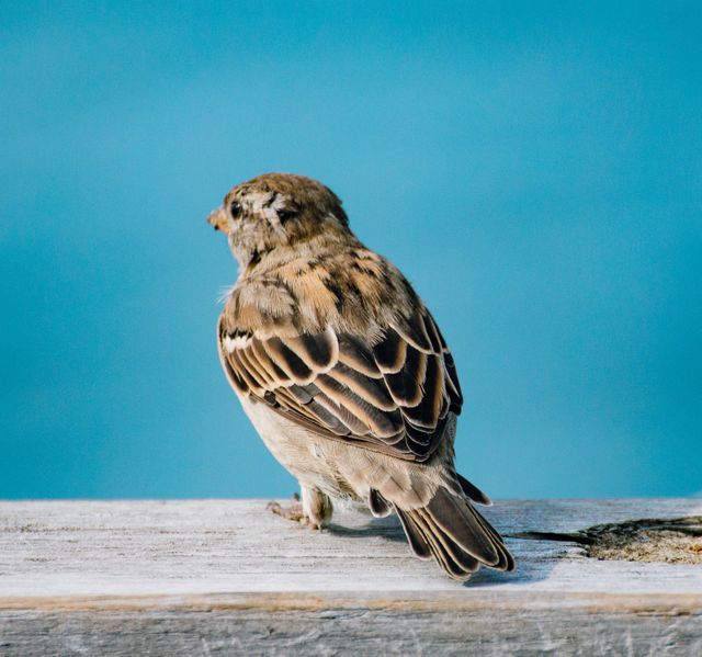 Sparrow Perched on Wooden Rail with Blue Sky Background - Download Free Stock Photos Pikwizard.com