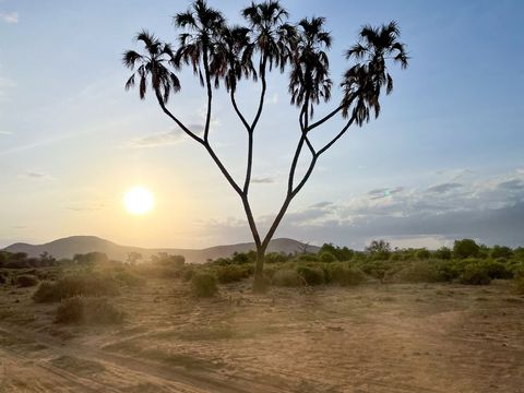 Palm Tree Standing in Silhouette against Golden Sunset over Savannah Landscape