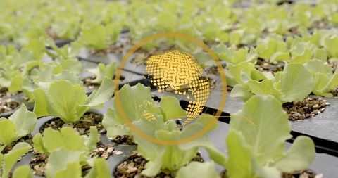 Digital integration in modern greenhouse horticulture