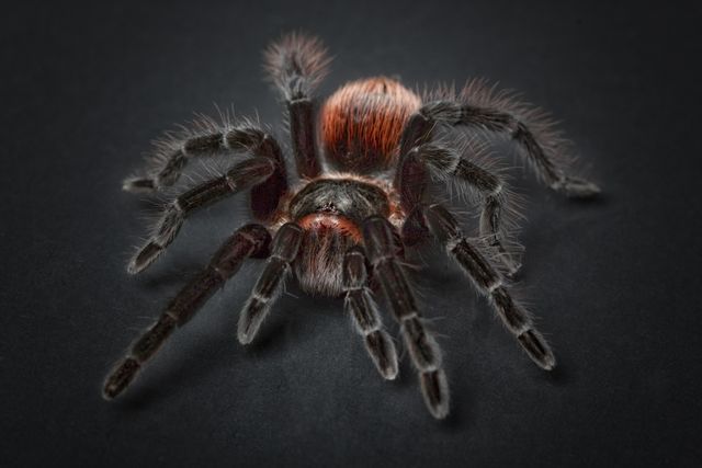This detailed close-up of a tarantula showcases the intricate details of its hairy legs and body, set against a dark background. Ideal for use in educational materials, wildlife documentaries, and nature-themed designs. The image can also be used for emphasizing the fascinating world of arachnids in biological and zoological studies.