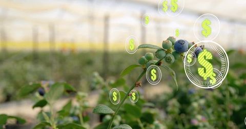 Greenhouse blueberry showing ripe fruit and floating dollar icons indicating crop profit