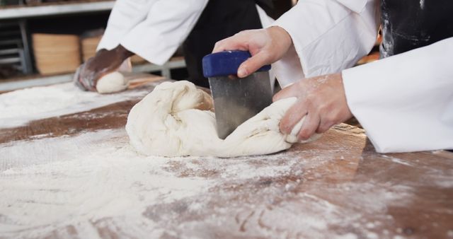 Chefs Kneading and Shaping Fresh Dough in Bakery - Download Free Stock Images Pikwizard.com