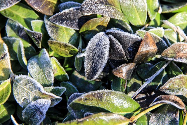 Frost-covered green leaves captured in morning sunlight. Ideal for projects related to nature, winter, the impact of frost on foliage, and seasonal changes. Suitable for use in marketing materials, educational content, or environmental awareness campaigns.