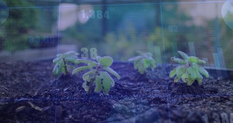 Seedlings growing from soil with digital data overlay representing agri-tech analytics