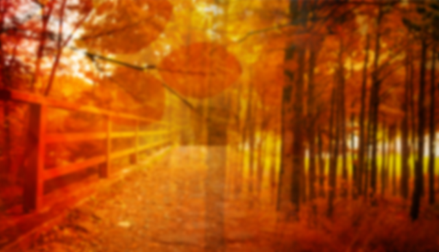 Forest Footpath in Autumn Transparent PNG for Layering - Download Free Stock Videos Pikwizard.com