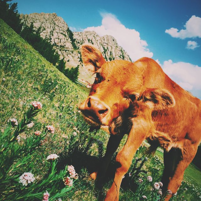 Young brown calf grazing in a vibrant, flower-filled mountain meadow. Bright blue sky and rugged mountain range in the background. Ideal for use in agricultural promotions, rural lifestyle blogs, and nature conservation campaigns.