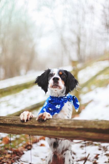 Dog wearing a blue bandana standing with paws on a wooden fence in a snowy field. Trees visible in the background adding to the wintery scene. Ideal for topics related to pets, winter nature walks, and holiday greetings.