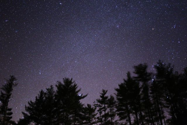 Silhouette of Trees Under Black Skies With Stars during Night Time - Download Free Stock Photos Pikwizard.com