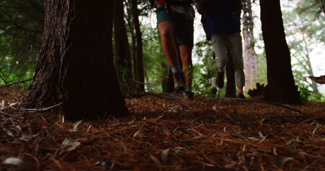 Hiking through Welcoming Forest Path in Autumn - Download Free Stock Images Pikwizard.com