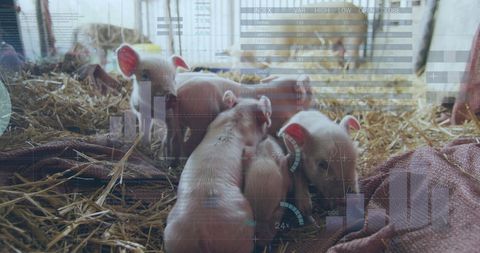 Futuristic agriculture: data processing in pig farming