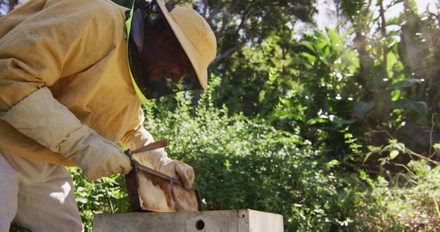 Beekeeper inspecting hive in lush green scenery - Download Free Stock Images Pikwizard.com