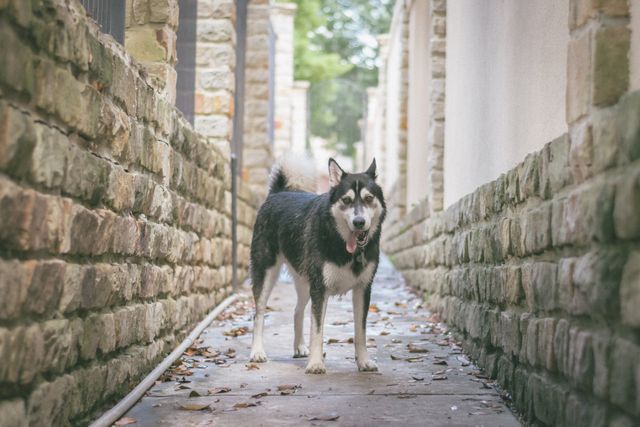 Husky standing in narrow outdoor walkway with stone walls on either side, surrounded by autumn leaves on ground. Its expression and body language suggest alertness. Suitable for pet-related content, animal behavior studies, outdoor themes, or seasonal imagery.