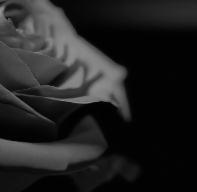 Close up of black and white rose on black background. Flowers, nature, harmony and colour concept.