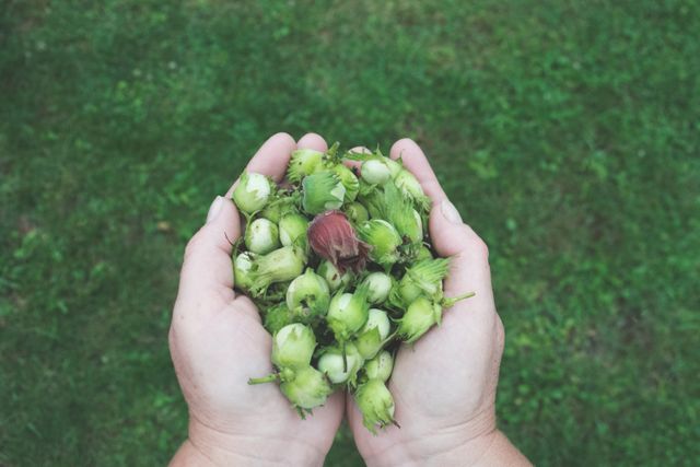 Hands are holding a bunch of freshly picked green hazelnuts over grass. Great for agriculture, organic farming, recipes, food blogs, and nature-related content.