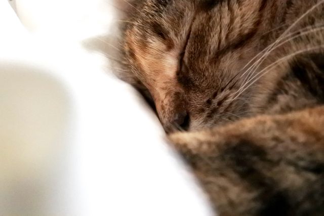 Close-Up of a Sleeping Cat with Soft Focus - Download Free Stock Photos Pikwizard.com