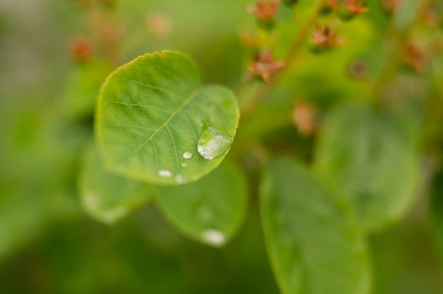 Perfect for illustrating concepts of freshness and nature in blogs, articles, or environmental campaigns. Highlights the delicate beauty of morning dew on leaves and the intricate details of plant life.