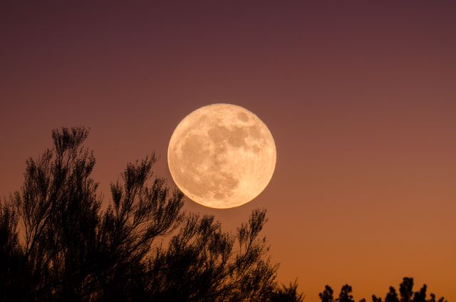 The full moon is rising over a horizon with silhouetted trees against a twilight sky, creating a captivating blend of warm and cool hues. This scenic view captures the beauty of nature during transition from day to night. Ideal for use in backgrounds, nature-themed designs, inspirational posts, and promotional materials for astronomy or stargazing activities.