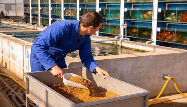 Aquaculture technician feeding fish in hatchery tanks with scoop and large feed bin