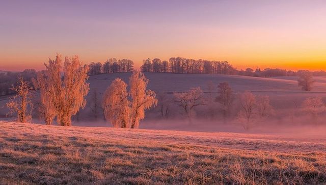 Glowing frost-covered trees catching golden dawn over misty pastel rolling winter meadow