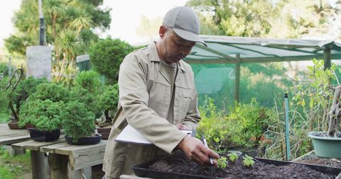 Gardener Planting Seedlings at Bonsai Nursery