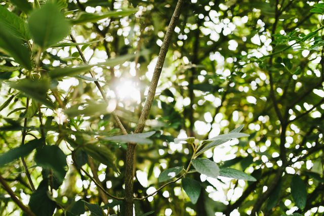 Image captures sunlight streaming through dense green foliage, providing a fresh and tranquil ambiance. Ideal for use in nature-themed projects, environmental campaigns, garden inspirations, or summer promotions.