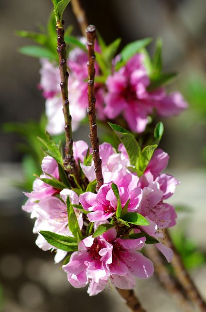 Close-up of pink flowers blooming on a branch with green leaves. Ideal for use in garden-themed projects, nature-based advertisements, and floral decor inspirations. Perfect for springtime promotions and environmental presentations.