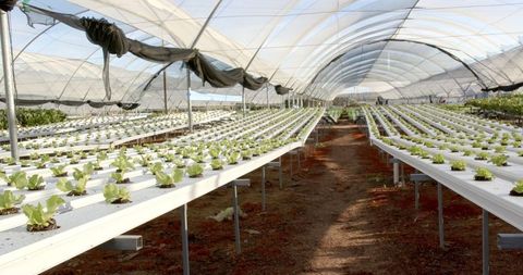 Hydroponic greenhouse with rows of lettuce plants