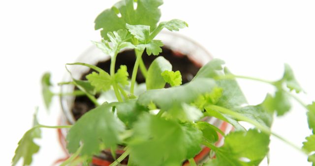 Fresh cilantro plants are growing in a pot, with copy space. Vibrant green leaves indicate healthy growth, ideal for culinary uses or as a kitchen herb garden.