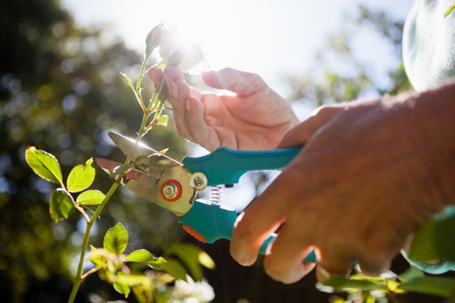 Close-up of senior woman cutting flower stem with pruning shears at backyard