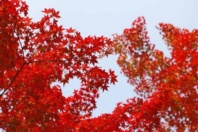 Vibrant red leaves of a maple tree captured against a clear sky, showcasing the beauty of autumn. Ideal for seasonal themes, nature backgrounds, and promotional materials focusing on fall events or activities.