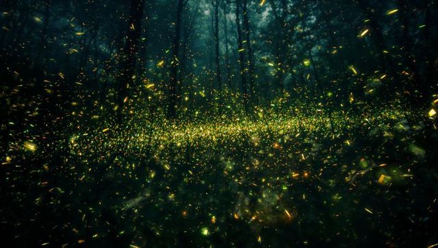 Enchanted forest with glowing particles capturing magical ambiance