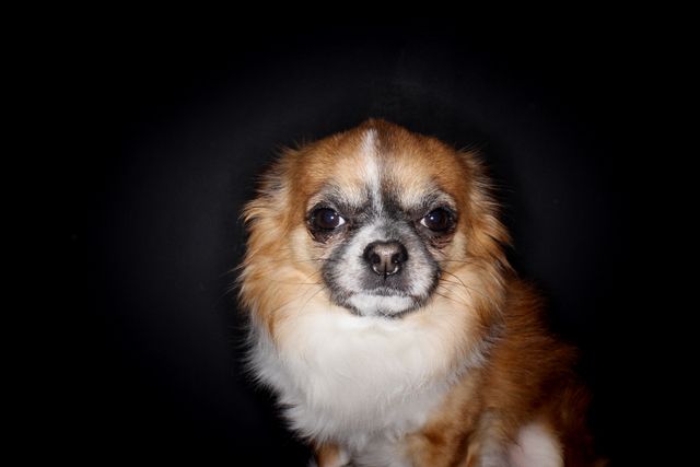 Closeup of Chihuahua Dog Against Dark Background - Download Free Stock Photos Pikwizard.com