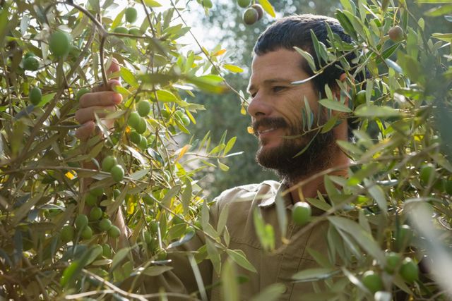 Farmer inspecting olive tree in orchard, focusing on the health and growth of olives. Ideal for use in agricultural blogs, farming websites, organic farming promotions, and rural lifestyle magazines.