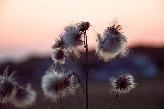 Fluffy Dandelions Silhouetted Against Sunset Sky - Download Free Stock Photos Pikwizard.com
