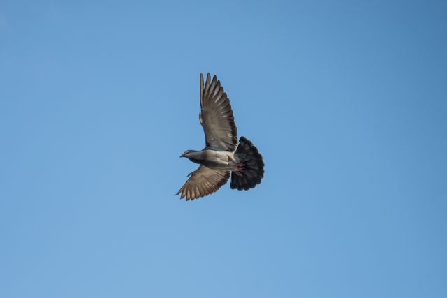 Pigeon soaring in clear blue sky with wings fully spread, representing freedom and flight. Ideal for use in nature documentaries, bird-watching articles, outdoor-related websites, or metaphors for freedom and independence in various content.