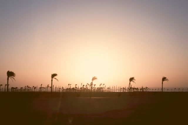 Silhouetted palm trees line up against a colorful sunset sky, creating a calm and peaceful desert landscape. This image captures the beauty of nature at twilight, suitable for themes related to travel, tranquility and natural beauty. Great for use in travel blogs, nature documentaries, and relaxation-themed content.
