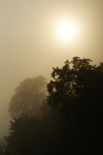 Sunrise through dense fog creating mysterious silhouette of trees - Download Free Stock Photos Pikwizard.com