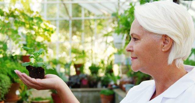 Senior woman holding a seedling in a greenhouse, showcasing her love for gardening. Perfect for illustrating retirement hobbies, environmental sustainability, and plant care. Great for use in articles, advertisements, and blogs focusing on gardening, healthy living, and nature conservation.