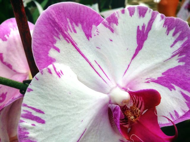 Close-up of Beautiful Pink and White Orchid Blossom - Download Free Stock Photos Pikwizard.com