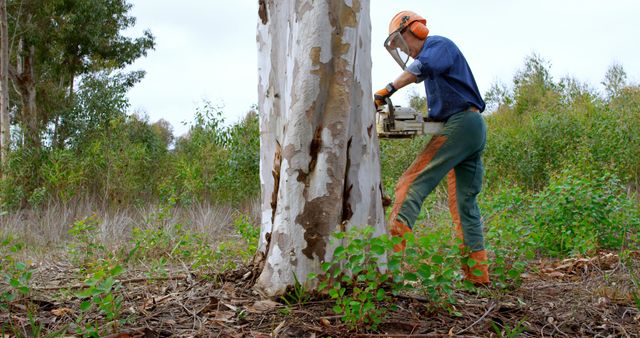 A diligent lumberjack emphasizes safety while cutting a tree in the woods. - Download Free Stock Photos Pikwizard.com