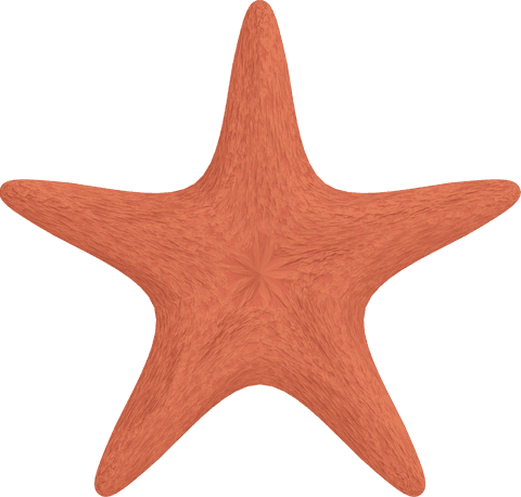 transparent digital starfish illustration with textured orange pattern - Download Free Stock Videos Pikwizard.com