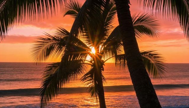 Sunburst streaming through coconut palms framing golden sunset over tranquil ocean horizon