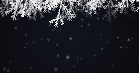 Snow-Covered Fir Branches on Dark Background Celebrating Winter - Download Free Stock Images Pikwizard.com