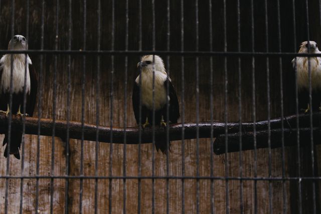 Bald eagles sitting on a branch inside a cage, emphasizing wildlife conservation and captivity. Suitable for use in articles on wildlife protection, educational materials on raptors, or visual content for zoos and bird sanctuaries.