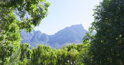 Lush Forests with Majestic Mountain Peaks Under Blue Sky