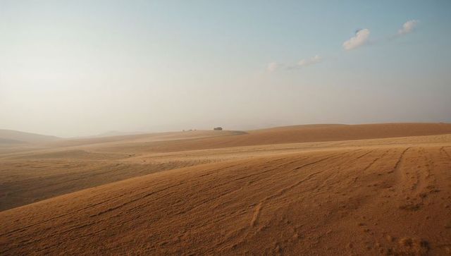 Rolling golden fields with faint tractor tracks and distant tree cluster on horizon
