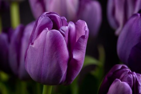 Deep Purple Tulip Close-up Showing Velvet Petals, Dramatic Lighting, Floral Elegance